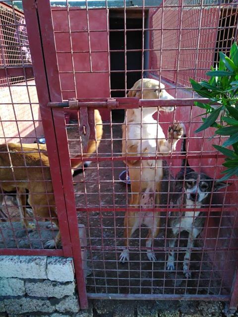 Egyptian Society for Mercy to Animals (ESMA)