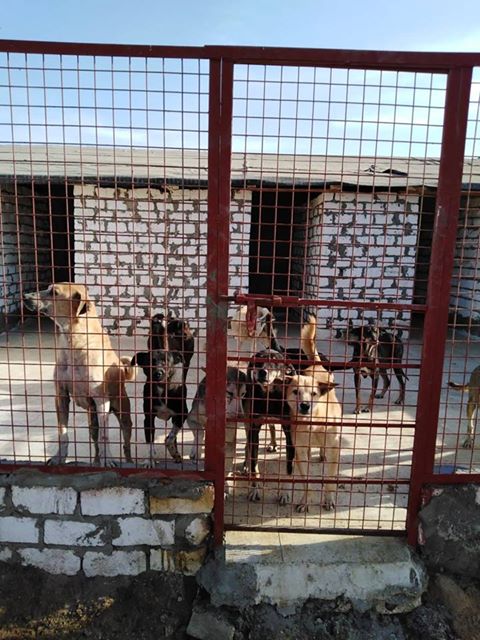 Egyptian Society for Mercy to Animals (ESMA)