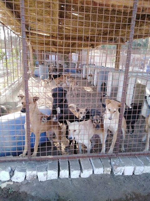 Egyptian Society for Mercy to Animals (ESMA)