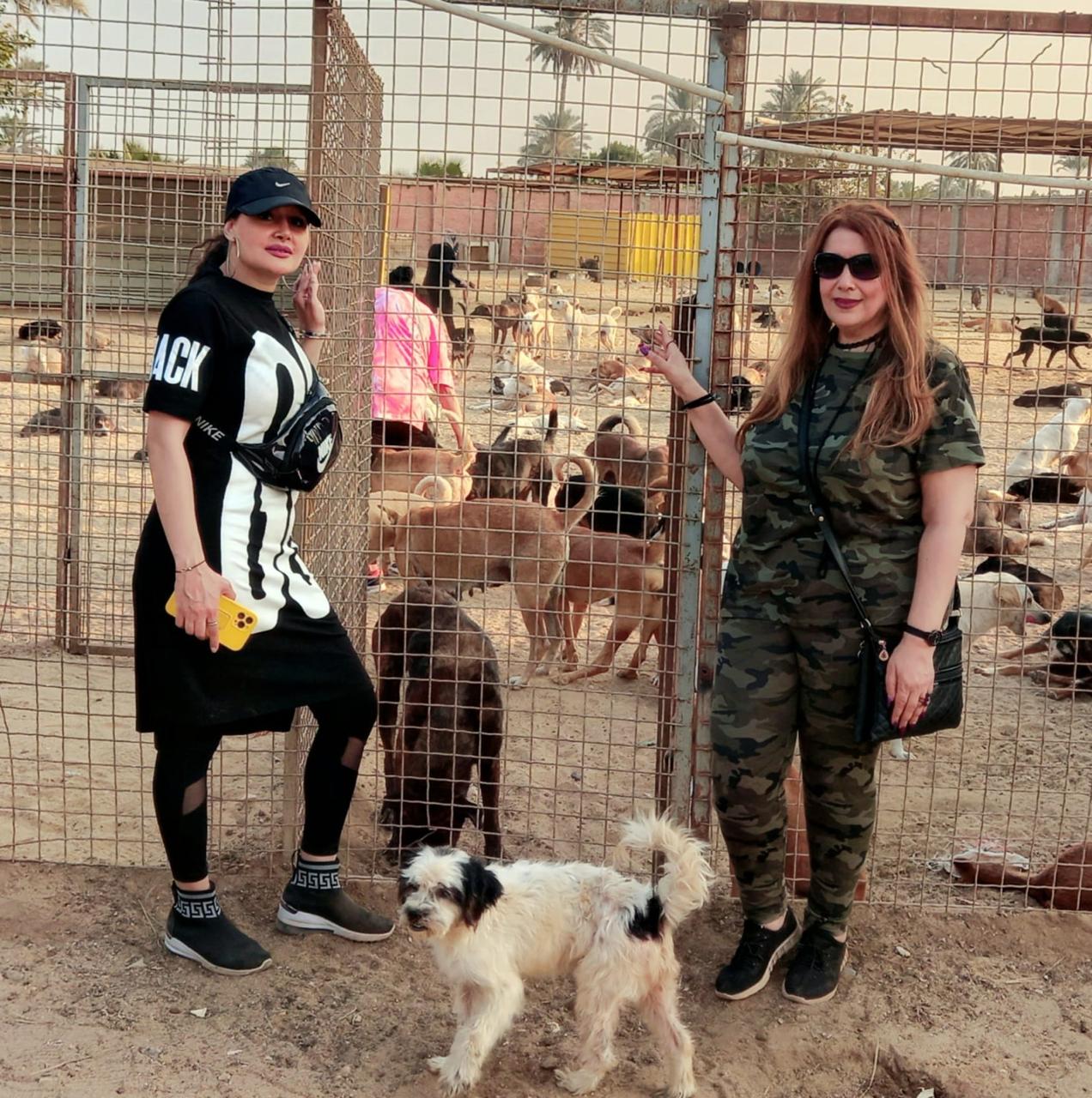 Animal Protection Foundation (APF)