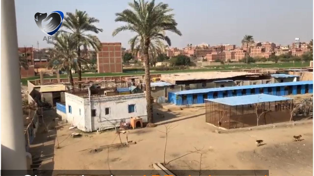 Animal Protection Foundation (APF)