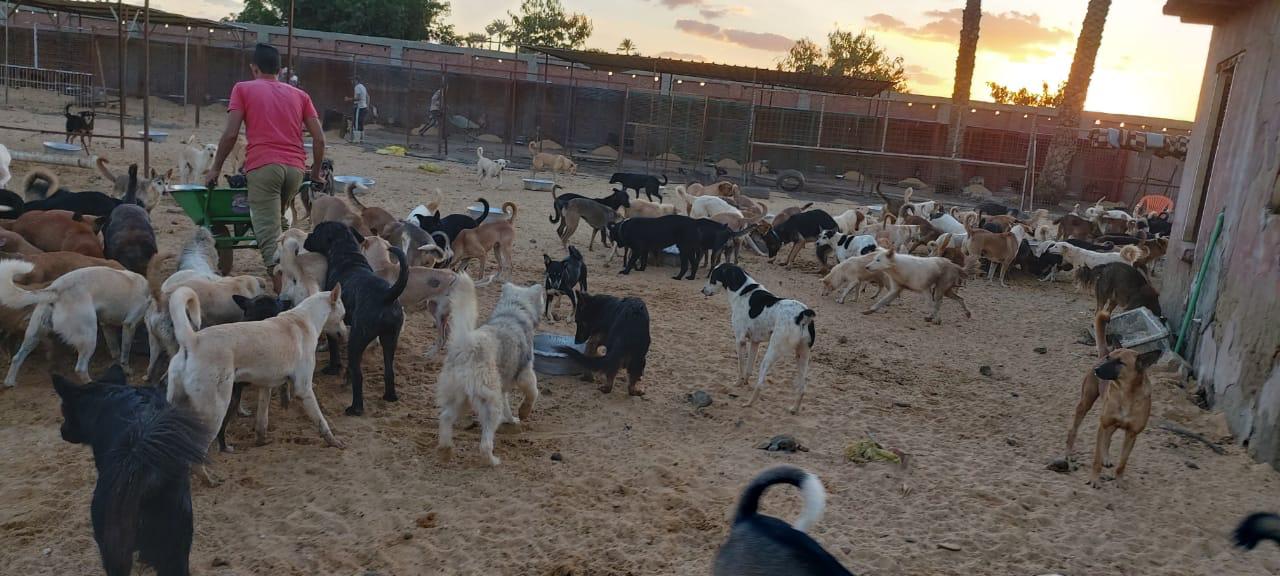 Animal Protection Foundation (APF)