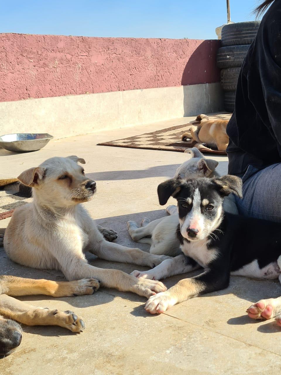 Animal Protection Foundation (APF)