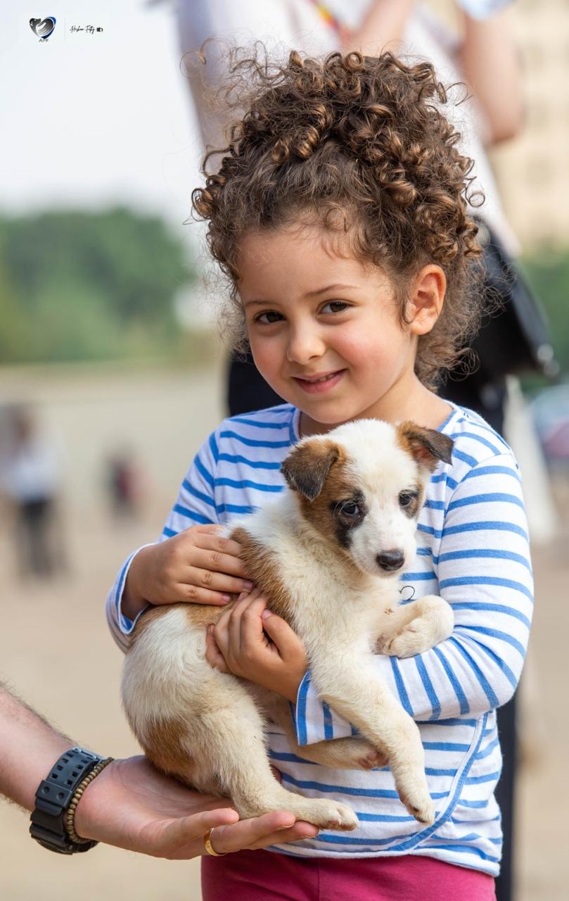 Animal Protection Foundation (APF)