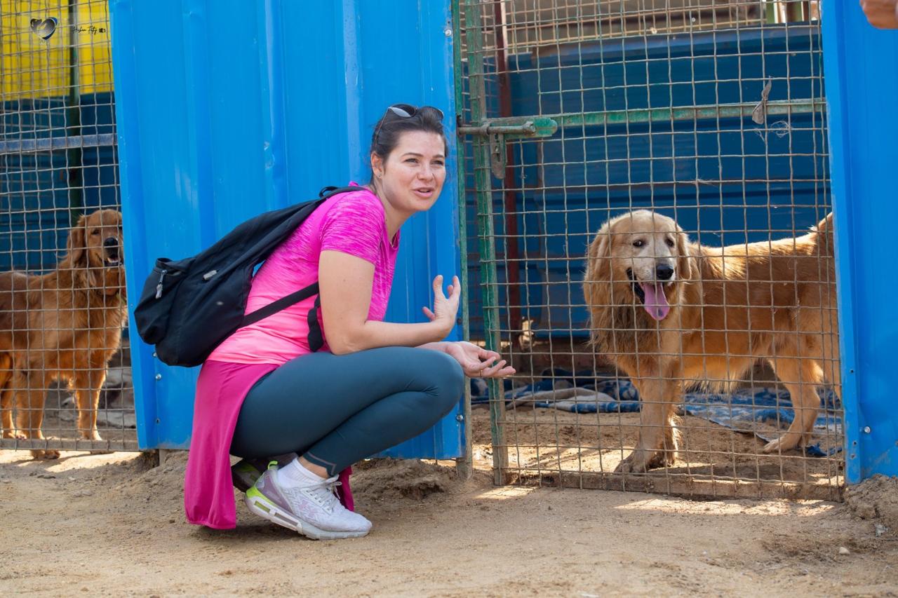 Animal Protection Foundation (APF)